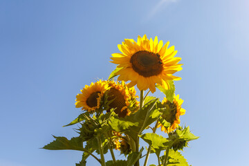 Sonnenblumen im Garten unter blauem Himmel