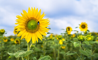 Yellow flower head of common sunflower and bumble-bee pollinator. Helianthus annuus. Bombus. Blooming tall medicinal herb in lush green field and summer cloudy sky. Farming, agronomy. Selective focus.
