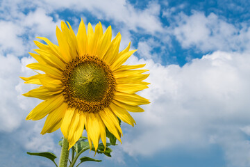 One common sunflower bloom on blue sky and white clouds background. Helianthus annuus. Beautiful yellow flower head. Tall herb with medicinal petals and spiral of green seeds. Garden ornamental plant.