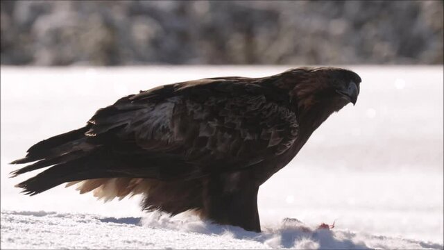 A large Golden Eagle (Aquila chrysaetos) feeding on a dead mountain hare carcass during a harsh and cold wintery day in Finnish taiga forest near Kuusamo. 