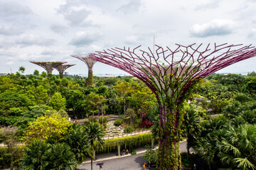 Singapore. Landscape view of Gardens by the Bay park with Supertree Grove constructions and green trees and plants below, seen from OCBC Skyway, aerial walkway between Supertree tops.