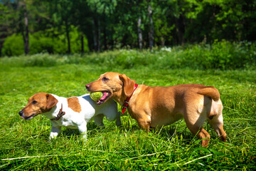 Dogs with a ball in their mouths on a green meadow