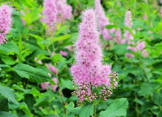 Pink inflorescence of Spirea Billard (Spiraea × billardii), macro photography, selective focus,...
