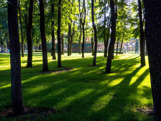 Fototapeta na wymiar Blurred background with green grass and he trees with sunlight and shadow. For your Spring, Summer Park Background.