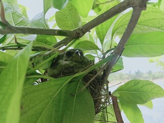 frog on a leaf