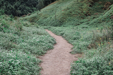 Obraz premium Dirt footpath through the forest along the grass to adventure in the mountains.Beautiful Alley, road In Park.Way Through Summer Forest.