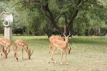 Naklejka na ściany i meble Antelopes impala in a green grass meadow near the zambezi river, Zambia, Africa.