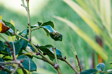 a baby frog on the rose leaf
