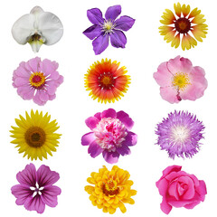 Macro photo of flowers set: rose, 
sunflower, orchid, peony, zinnia, cirsium, bristly rose, common mallow  on a white isolated background