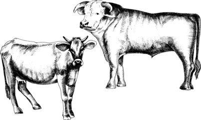 Monochrome ink hand drawn vector illustration of cows.