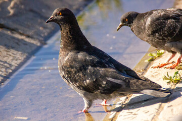 two ducks on the beach