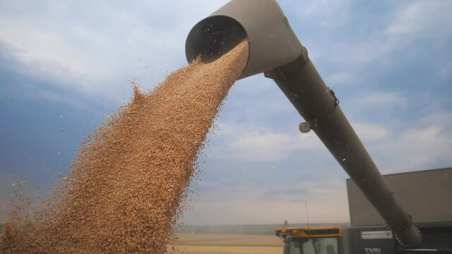 Combine loading wheat grain in truck at evening. Yellow dry kernels falling from harvester auger. View on stream of freshly harvested barley pouring in trailer. Beautiful sky at background. Slow mo