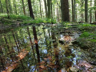 Obraz premium stream in the forest