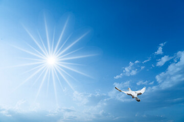 Pigeons flying high above me on sunny day