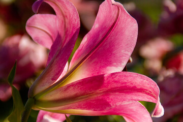 Fototapeta na wymiar pink lily in the garden