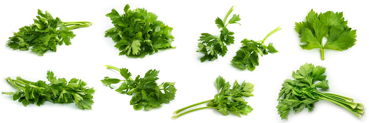 Greenery. Sprigs of parsley on a white background. Several photos from different angles. Macro...