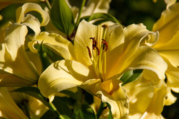 Obraz premium yellow lily in the garden