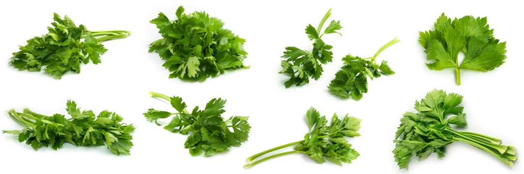 Greenery. Sprigs of parsley on a white background. Several photos from different angles. Macro photo. High quality photo