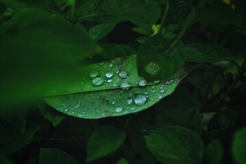 Rain drops on a leaf. 