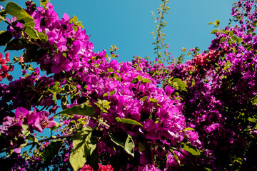 purple flowers in the field