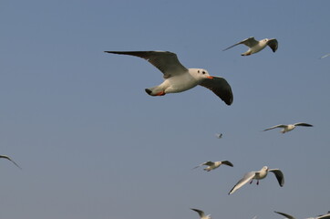 Scenic Beauty from Dwarka, Gujarat