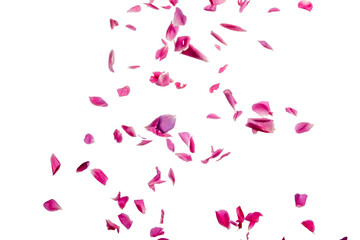 pink rose petals fall from above motion frozen white background