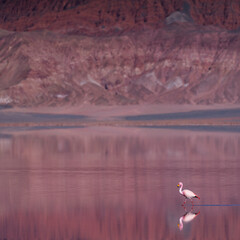FLAMENCO DE JAMES, PARINA CHICA, Phoenicoparrus jamesi, Laguna Carachi Pampa, El Peñón village, La Puna, Argentina, South America, America