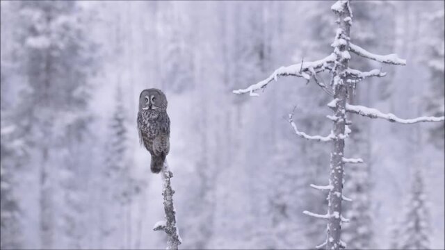 Great Grey Owl (Strix nebulosa) sitting on a old dead tree and looking around during a cold wintery day in Finnish taiga forest near Kuusamo, Northern Europe. 