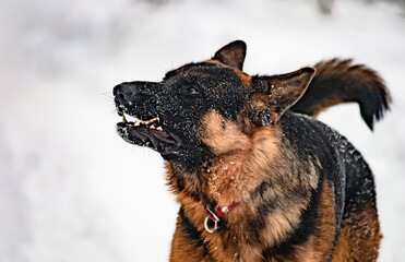 Portrait of young German Shepherd dog playing outside, looking at someone