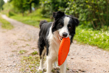 Outdoor portrait of cute funny puppy dog border collie catching frisbee in air. Dog playing with flying disk. Sports activity with dog in park outside.