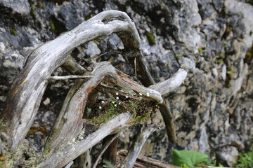 Wurzel mit weißen Blüten