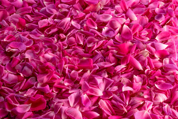 full frame of pink rose petals for background texture