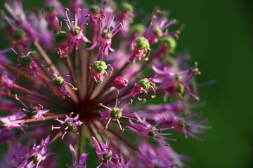 purple flowers in a field