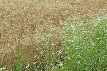Cereal plants before harvest in summer time