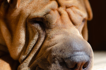 Cute Shar Pei Dog Breed Pet Animal Pedigree Photography With Nature background