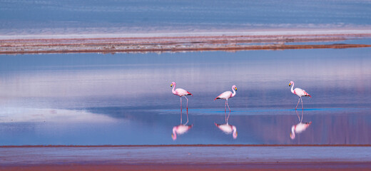 FLAMENCO DE JAMES, PARINA CHICA, Phoenicoparrus jamesi, Laguna Carachi Pampa, El Peñón village, La Puna, Argentina, South America, America