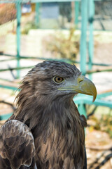 
Young eagle looking to the side in the park