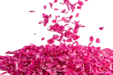 pink rose petals fall from above in motion frozen isolated white background
