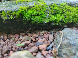 Cliffs with bright green grass, Prachin Buri