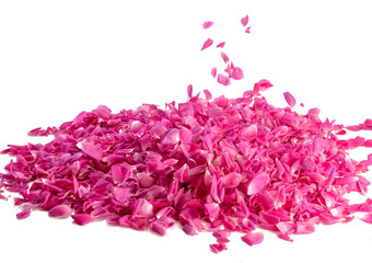 Obraz premium pink rose petals fall from above in motion frozen isolated white background