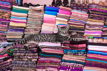 Cat lying on piles of tissue, Damnoen Saduak Floating Market, Ratchaburi, Bangkok, Thailand