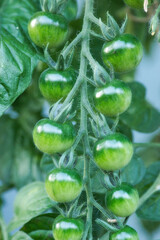 junge Tomatentraube im Gewächshaus