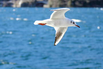 seagull in flight