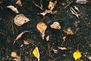 yellow leaves on an asphalt blurred urban background autumn