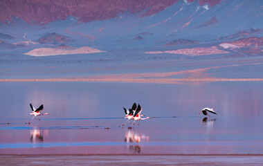 FLAMENCO DE JAMES, PARINA CHICA, Phoenicoparrus jamesi, Laguna Carachi Pampa, El Peñón village,...