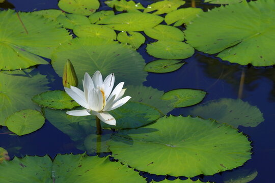 トンボと羽化殻 白い睡蓮の花(高知県) - Powered by Adobe