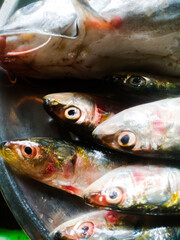 Sardine raw fishes in a plate from kerala.