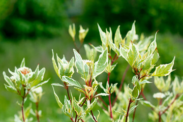 The light green-white foliage on deep red trunks on the blurry green park background. The photo of decorative flora was made close-up for your botanical design.
