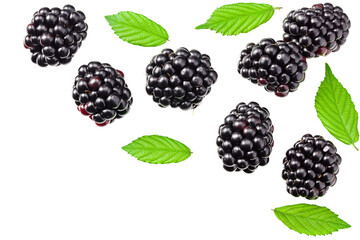 blackberries with leaves isolated on white background. top view. flat lay
