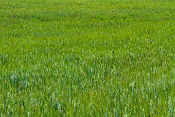 Obraz premium green grass field
